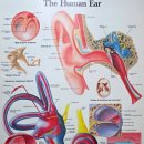 일등이비인후과의원 이미지