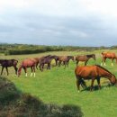 대우목장 이미지