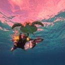 일광약국 | 보홀, 썬번 일광화상 약국 병원 및 데어리 제품 시장조사 후기