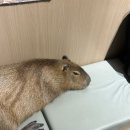 카페 파라 | 칭다오 카비파라카페 <칭다오카피파크> 후기 - 고덕지도, 영업시간, 가격