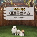 트리몰리 | 원주독채펜션 트리몰리 위치 영업시간 후기