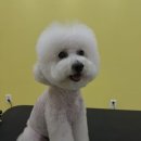 이웃집 메리 | 🐕 [후기] 푸들 ‘노미’의 첫 방문! 이웃집메리에서 귀여움 장착 완료✨