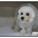 미드미동물병원 이미지