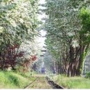 우체국 이팝나무 이미지