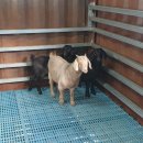 산양마루목장 이미지