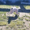 한강펫케어센터 이미지