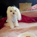 강아지언니 이미지