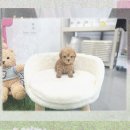 현숙이네 | 당진 강아지분양 푸들분양 후 1년! 아무도 말 안 해준 리얼 후기