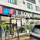 후니독 | 광주 애견분양 &#39;아이러브독&#39; 미니비숑 11/4 분양 후기