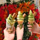 오르프 음악 예술여행(정신) | [블챌] 3박4일 교토여행 후기 (첫째날/둘째날) 카페 모안 가지마세요