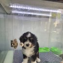 루이스펫샵 의정부 강아지분양 애견미용샵 | 의정부 강아지분양 고민 끝! 프리미엄 펫샵 빼로독 방문 후기