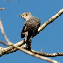 【우는뻐꾸기(Plaintive Cuckoo)】 「수컷이 여러 날 동안 구슬프게 우는 소리」 이미지