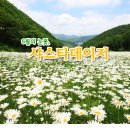 [번개단체] 하이원 샤스타데이지 군락 &amp; 삼시세끼 촬영지 &amp; 원빈,이나영 결혼식장 &amp; 동강...6/12(일) 취소 이미지