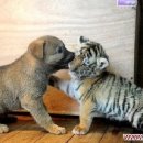 하룻강아지 이미지