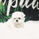 강아지요미독광명