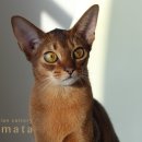 캐터리 페르마타 이미지