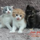 JUN PET(준펫) 이미지