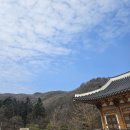 개나리 | 관악산 봄 근황! 꽃은 피었는데 공기는 최악… 관악구 주민 솔직 후기