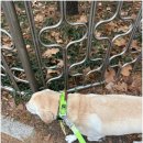 휘게 펫케어 이미지