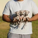 좋은켄넬 이미지