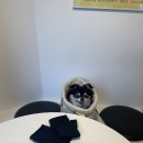 댕댕큘럼 이미지