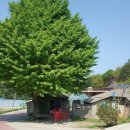 남해멸치 이미지