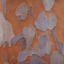 약용식물(나무) 노각나무 이미지