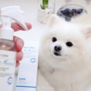 브릿지플러스 | 강아지 보습제 미스트 페토세라모이스처플러스 실사용 후기