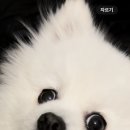 오늘도 댕댕이 이미지