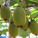 참다래집 이미지