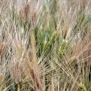 이삭목장 이미지