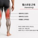 혜음로 | [고양동 헬스장] 스쿼트만 하면 무릎 아픈 사람 필독! 범인은 '허벅지 앞'이 아닙니다.