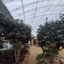 이화원 | 가평 자라섬 이화원 방문 후기(겨울 가볼만한 곳 추천!)