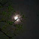 일지춘(한국 하이쿠 3-75) 바람 쫓는 달/반산 한상철 이미지