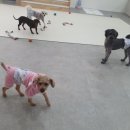 살랑살랑 멍치원 이미지