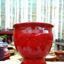 신비너스 이미지