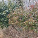 나무뜨락 이미지