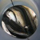 봉재 낚시터 이미지