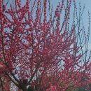 내동마을회관 | 카오리에게 까눌레를 「あーん」してあげる。(+ 수건케이크)