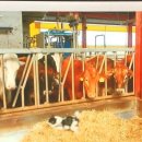 민정목장 이미지