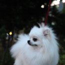 폴인퍼피 이미지