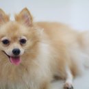 애니케어동물병원 이미지