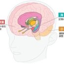 뇌는 알코올을 원하고 있다？ 술과 뇌와의 궁합은… 이미지