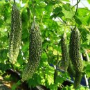 여주-0898 이미지