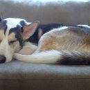 참 동물병원 이미지