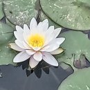 미추홀공원 다례원 이미지