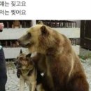 마타비