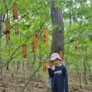 소망의 나무 이미지