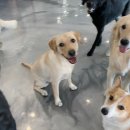 댕댕애견 이미지