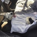 내새끼 펫 이미지